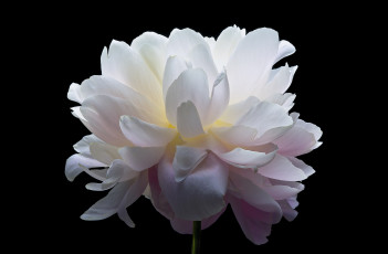 Картинка цветы пионы макро розовый бутон пион