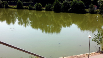 Картинка природа реки озера деревья пруд рыба