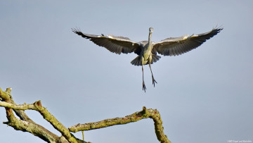 Картинка животные цапли +выпи цапля небо