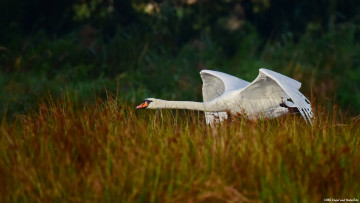 Картинка животные лебеди лебедь