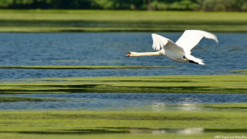 Картинка животные лебеди летит лебедь
