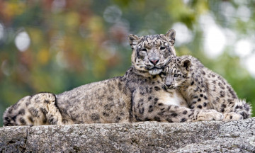 Картинка животные снежный+барс+ ирбис снежный барс детеныш мать хищники чувства