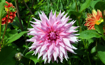 Картинка цветы георгины пестрый