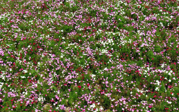 Картинка цветы космея много поле