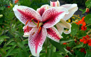 Картинка цветы лилии +лилейники крапинки пестрый