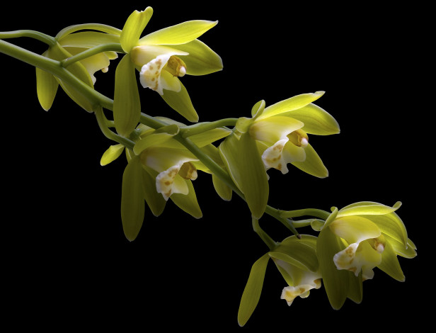 Обои картинки фото цветы, орхидеи, фон