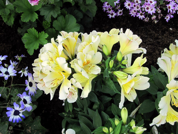 Обои картинки фото цветы, альстромерия, бутоны