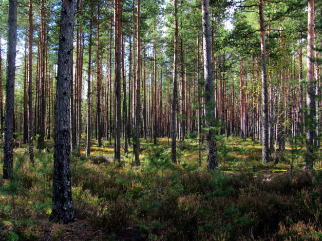 Обои картинки фото природа, лес, сосны, вереск