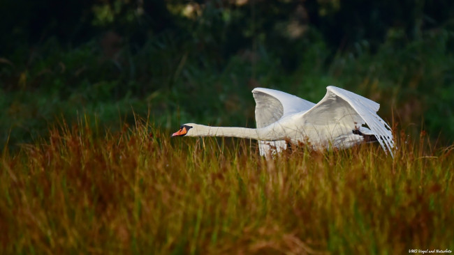 Обои картинки фото животные, лебеди, лебедь