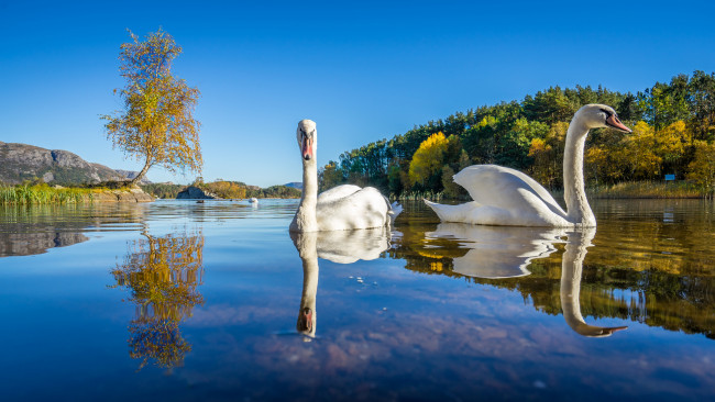 Обои картинки фото животные, лебеди, птицы, река