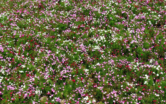 Обои картинки фото цветы, космея, много, поле