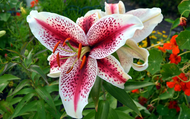 Обои картинки фото цветы, лилии,  лилейники, крапинки, пестрый