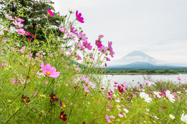 Обои картинки фото цветы, космея, природа, лепестки, луг, сад