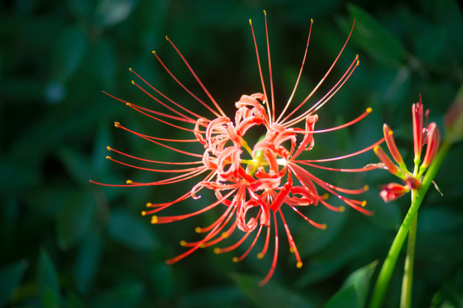 Обои картинки фото цветы, лилии,  лилейники, лилиия