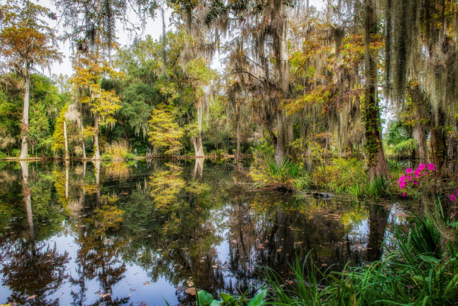 Обои картинки фото природа, реки, озера, река, лес