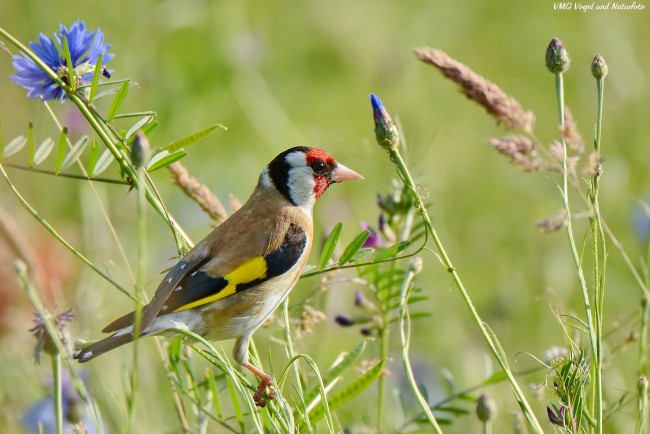 Обои картинки фото животные, щеглы,  чижи, цветы, луг, птица