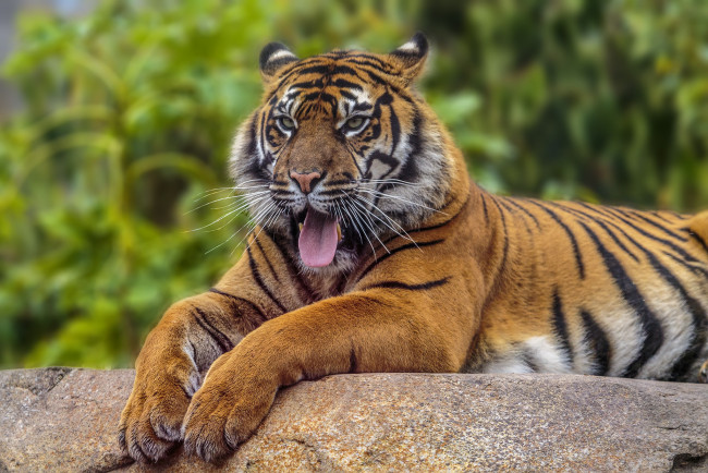 Обои картинки фото животные, тигры, тигр