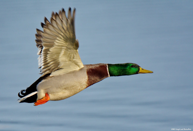 Обои картинки фото животные, утки, летит, утка