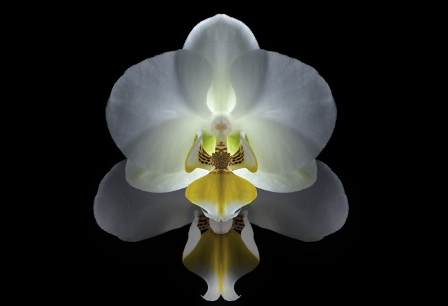 Обои картинки фото цветы, орхидеи, орхидея