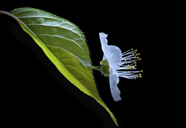 Обои картинки фото цветы, сакура,  вишня, черный, макро, фон, лист, вишня, цветок