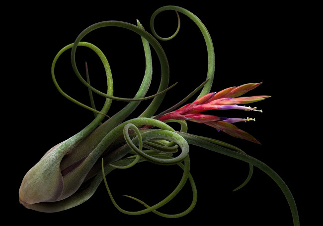 Обои картинки фото цветы, черный, цветок, фон