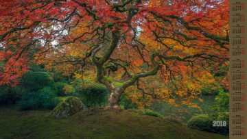 Картинка календари природа растения камень дерево 2018