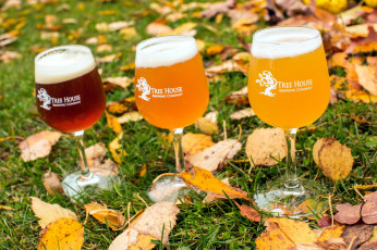 Картинка еда напитки +пиво бокал пиво пена ассорти листья осень