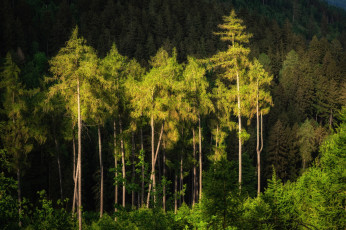 Картинка природа лес простор