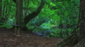 Картинка природа лес простор