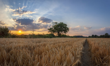 Картинка природа поля простор