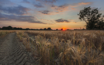 Картинка природа поля простор