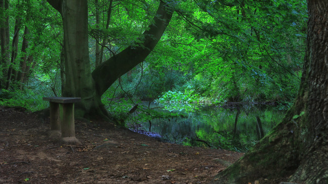 Обои картинки фото природа, лес, простор