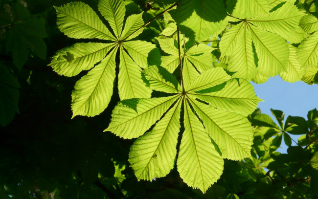 Обои картинки фото природа, листья, лето, каштан