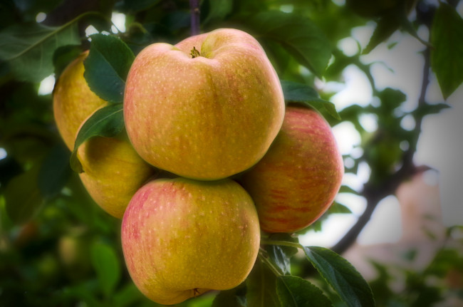 Обои картинки фото природа, плоды, яблоки