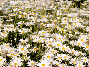 Картинка цветы ромашки белый