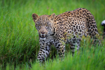 Картинка животные леопарды леопард