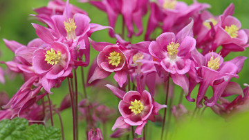 Картинка цветы аквилегия+ водосбор розовый