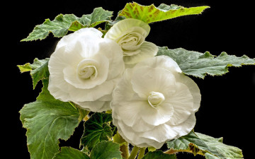 обоя цветы, бегония, белый