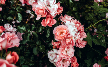 Картинка цветы розы куст
