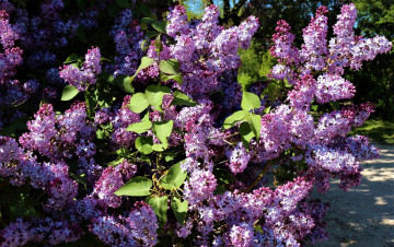 Картинка цветы сирень куст весна