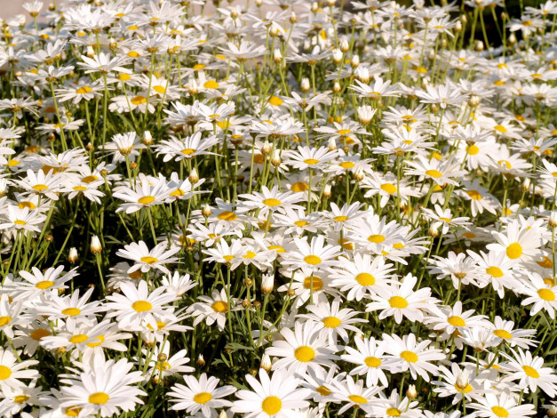 Обои картинки фото цветы, ромашки, белый