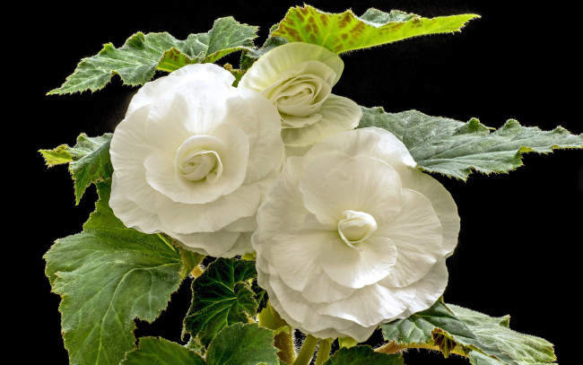 Обои картинки фото цветы, бегония, белый