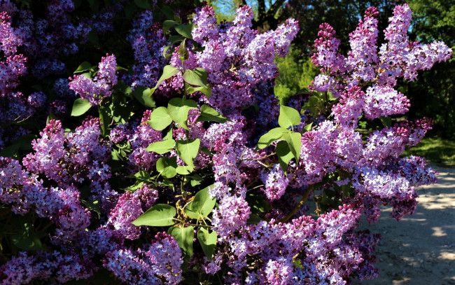 Обои картинки фото цветы, сирень, куст, весна