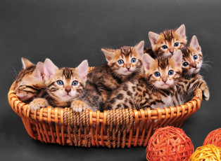 Картинка котята животные коты комочки