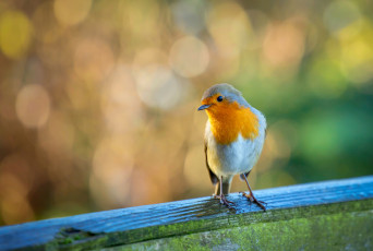 обоя животные, синицы,  лазоревки, птица