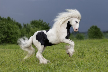 Картинка лошадь животные лошади поле небо трава взгляд морда природа поза конь грива кусты пятнистый скакун резвится