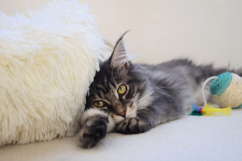 Картинка животные коты кот кошка