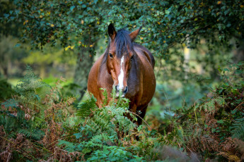 Картинка животные лошади лошадь