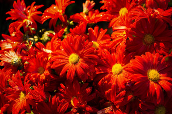 обоя цветы, хризантемы, алые, много