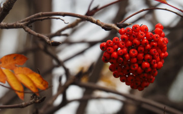 Картинка природа ягоды +рябина ветка рябина гроздь